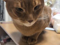 -米苏动物医院·犬猫专科·骨科外科内窥镜