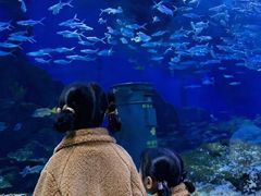 -海合安武汉极地海洋公园