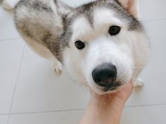 -怪兽屋·羊驼·猫咖·狗咖(俊华广场店)