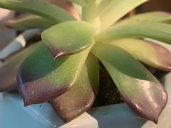 -源东食府(鹿海园小区店)