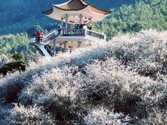 -广州市流溪河国家森林公园