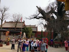 -大槐树寻根祭祖园