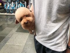 -PETKIT 小佩宠物·低压洗护·美容·寄养(安远店)