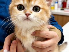 -瑞派康怡24h宠物医院·犬猫医疗中心·微创绝育(瑞景分院)