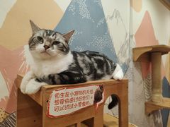 -滚猫咖啡·猫咖·猫友好撸猫(未来城店)