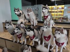 -Husky Go! 哈士奇体验馆·宠物咖啡厅狗咖