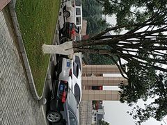 -铁山坪森林公园