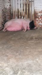 -金庭庄园酒店彩虹厅