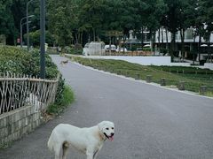 -龙坞茶村