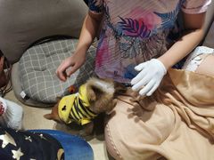-逗柴咖啡屋·狗咖猫咖宠物桌游