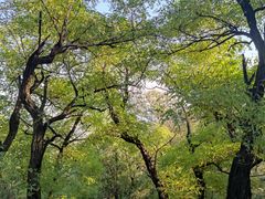 -阳台山自然风景区