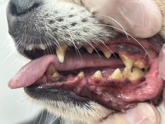 -八公叔叔宠物美容连锁(春申店)