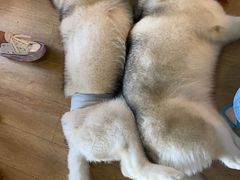 -Husky Go! 哈士奇体验馆·宠物咖啡厅狗咖