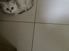 -欣宠猫屋·矮脚拿破仑·蓝金金渐层