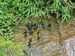 -广州白江湖森林公园