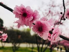 -无锡梅园公园