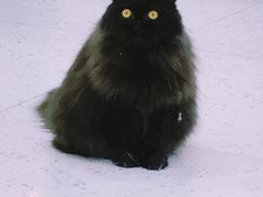 -喵园·猫主题咖啡厅·撸猫·猫咖(国贸店)