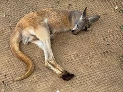 -西霞口神雕山野生动物世界