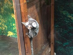 -上海大自然野生昆虫馆(东方明珠·爬宠昆虫探索中心)