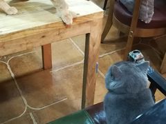 -李小姐の猫咖啡馆(五角场店)