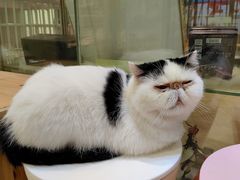 -藏猫猫咖啡主题馆(中央大道店)