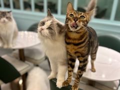 -安格丽娜·狗咖·猫咖羊驼咖(春熙路百盛商场店)