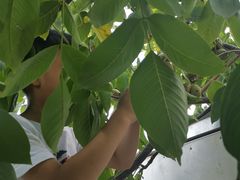 -南汇老顾农家乐采摘大团水蜜桃采摘店