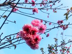 -天适樱花悠乐园