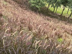 -白石龙音乐公园