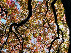 -上海市嘉定区中医医院