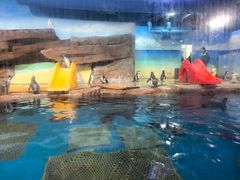 -海合安武汉极地海洋公园