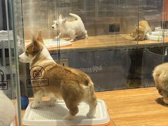 -狗道宠物(常熟印象城店)