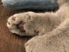 -猫友咖啡店(玉林西路店)