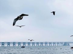 -星海湾跨海大桥