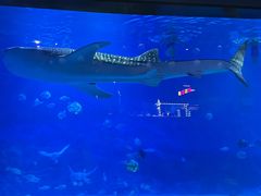 -烟台海昌鲸鲨海洋公园