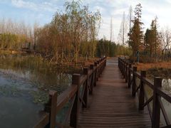 -黄海国家森林公园