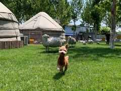 -九十九顶毡房(阜石路店)