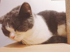 -吉丁鸟咖·异宠·寄养
