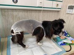 -爱派特动物医院·全科诊疗中心