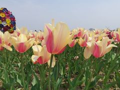 -南通鲜花小镇