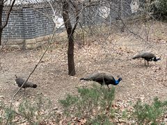 -北京麋鹿生态实验中心