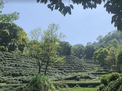 -十八棵（老龙井）御茶园(老龙井店)