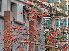 -深圳国际园林花卉博览园