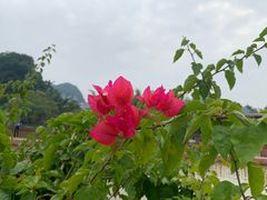 -靖西鹅泉风景区