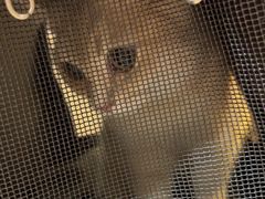 -中农大我爱我爱24h动物医院·中医针灸·猫专科·骨科医疗中心(双井店)
