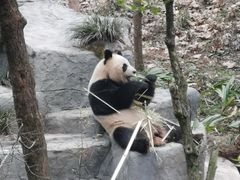 -中国大熊猫保护研究中心雅安碧峰峡基地