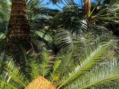 -深圳仙湖植物园
