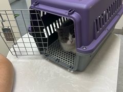 -中农国际动物医院24小时·猫科·骨科·急重症中心