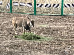-新疆天山野生动物园
