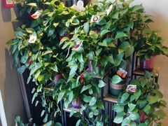 -ZING COFFEE 镜咖啡